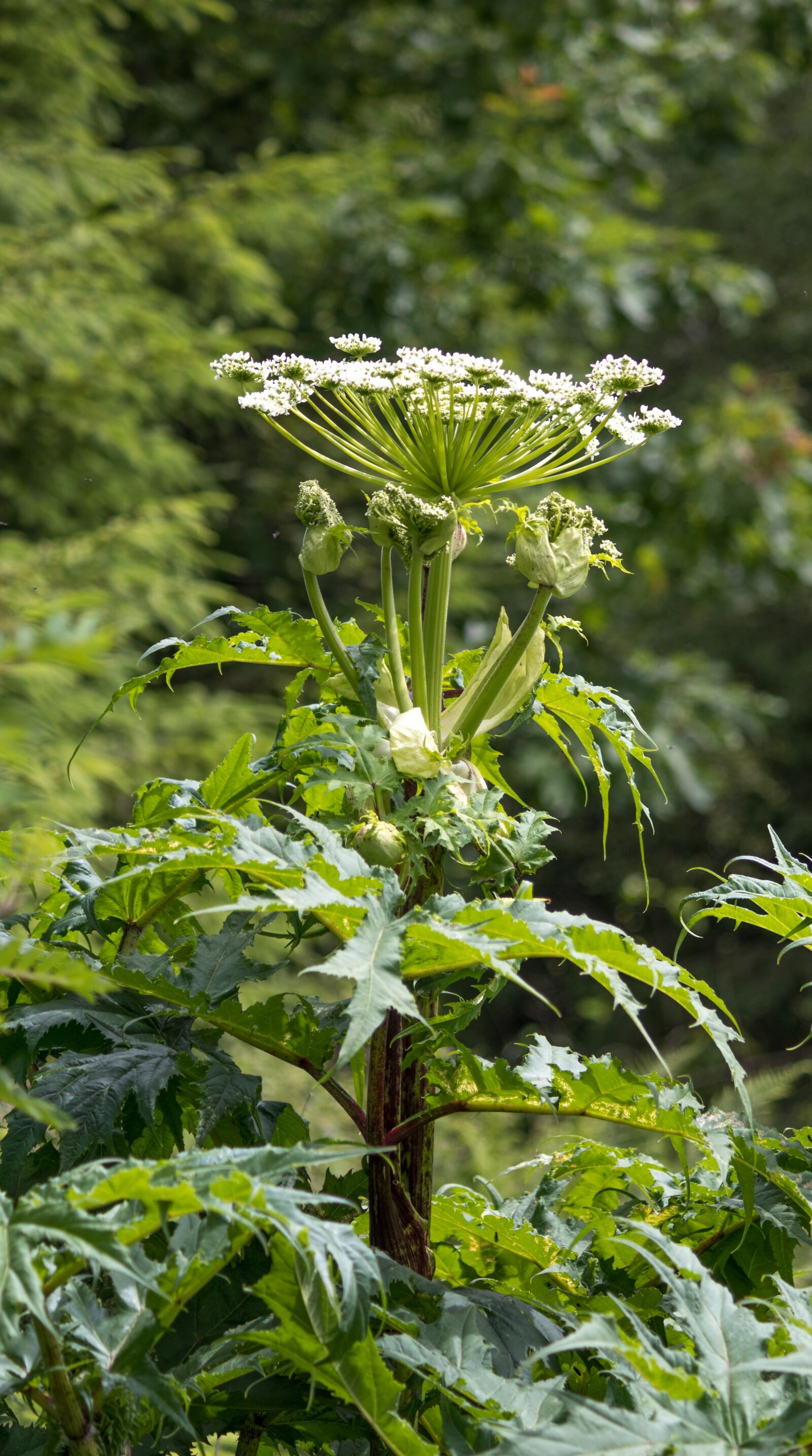 Canon EF-S 55-250mm F4-5.6 IS II sample photo. Hogweed, poisonous plant, nature photography