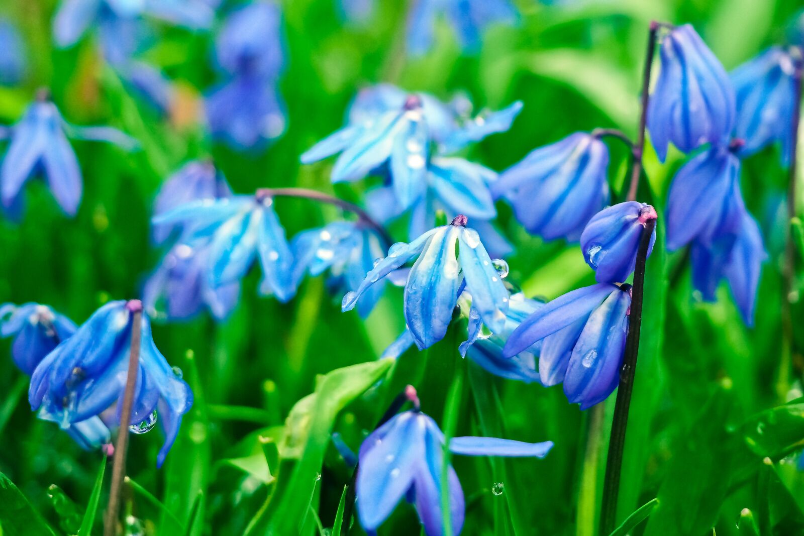 Olympus OM-D E-M10 sample photo. Bluebell, flowers, blue photography