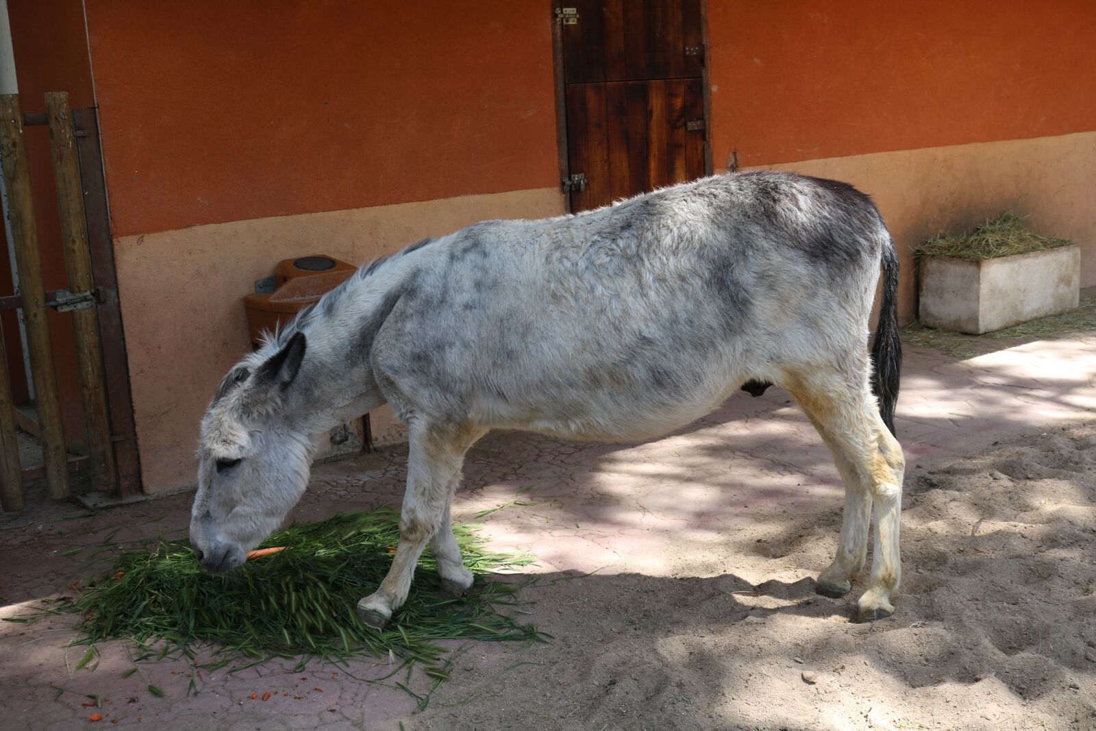 Canon EOS 750D (EOS Rebel T6i / EOS Kiss X8i) sample photo. Donkey, animal, mammal photography