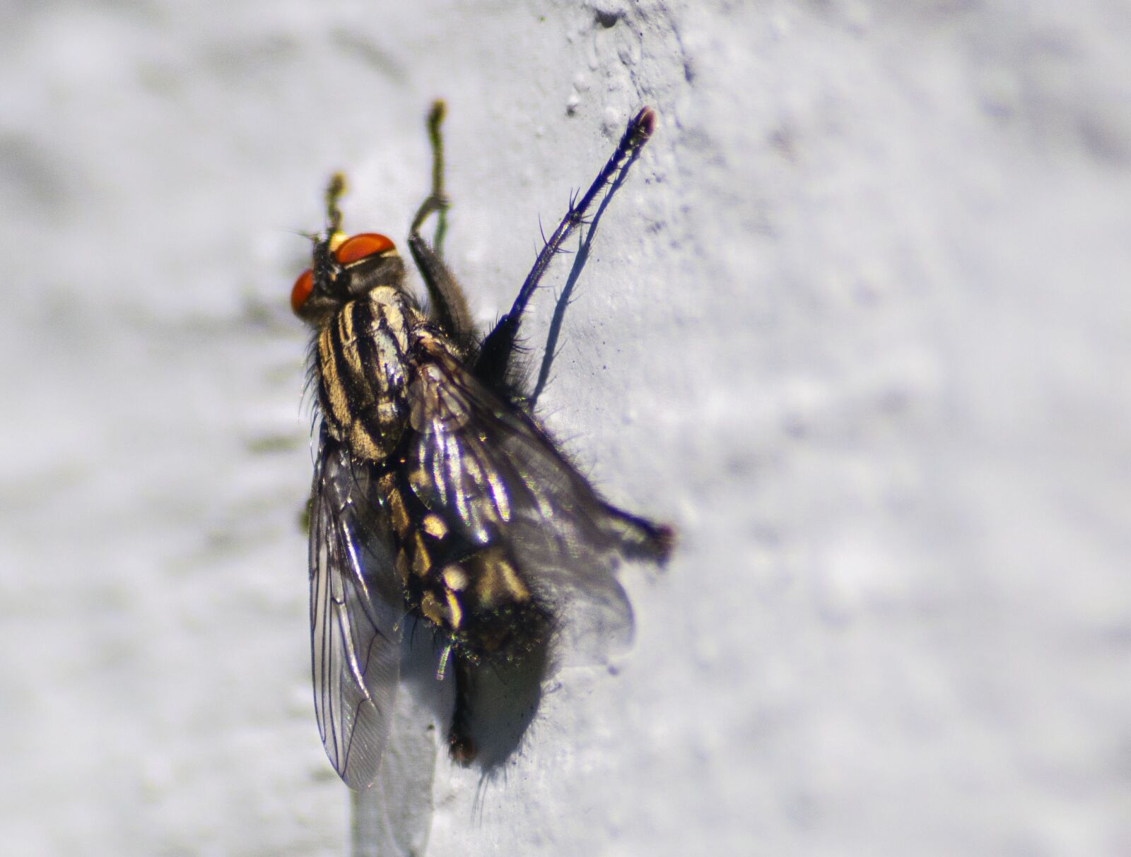 Nikon D5000 sample photo. Fly, macro, insect photography