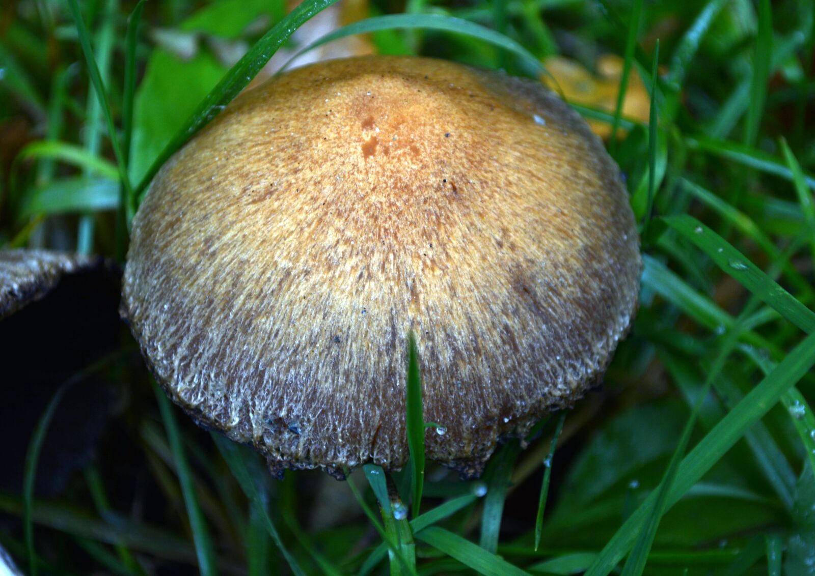 Nikon D5200 sample photo. Mushroom, grass, wet photography