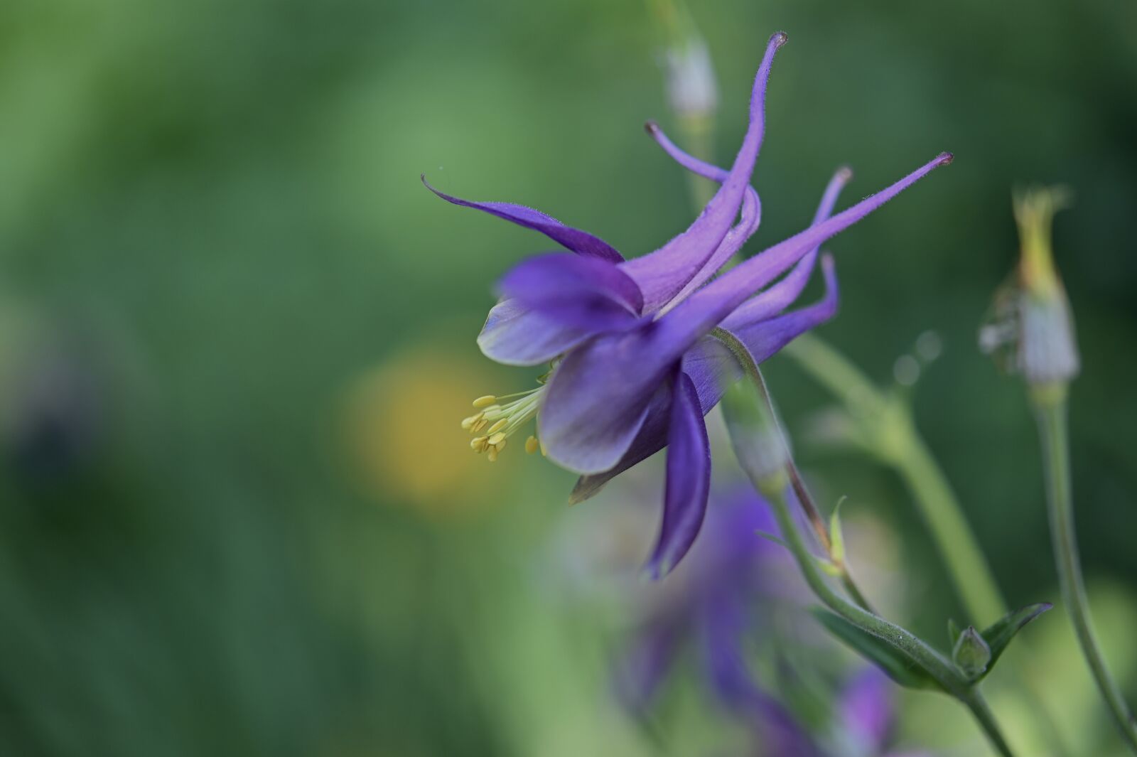 Nikon Z6 sample photo. Columbine, flower, blossom photography