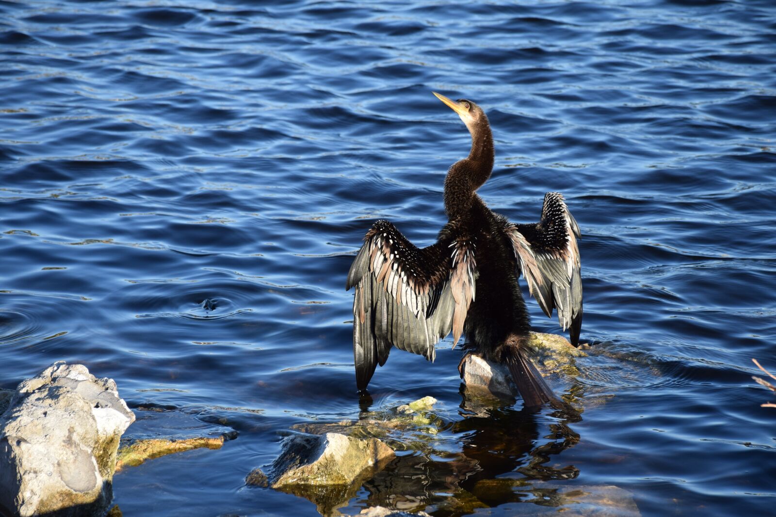 Nikon D5300 sample photo. Anhinga, wings, drying photography