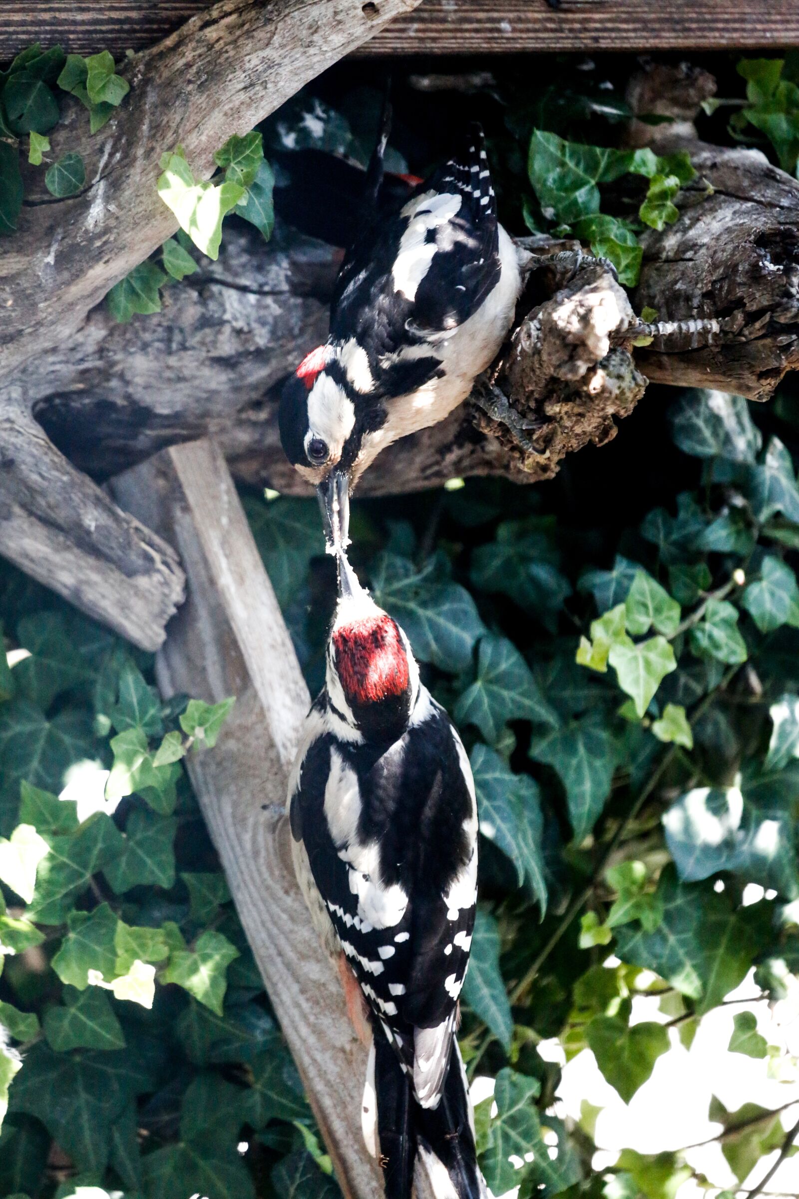 Canon EOS 5D Mark III sample photo. Great spotted woodpecker, woodpecker photography