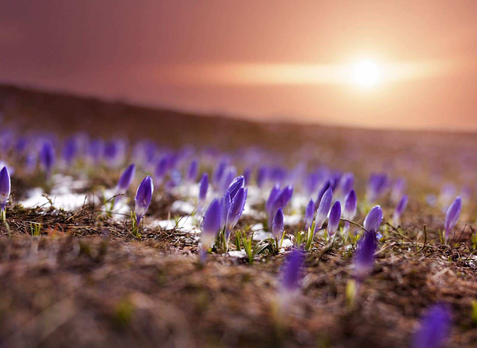 Nikon D750 sample photo. Sun, flowers, bloom photography
