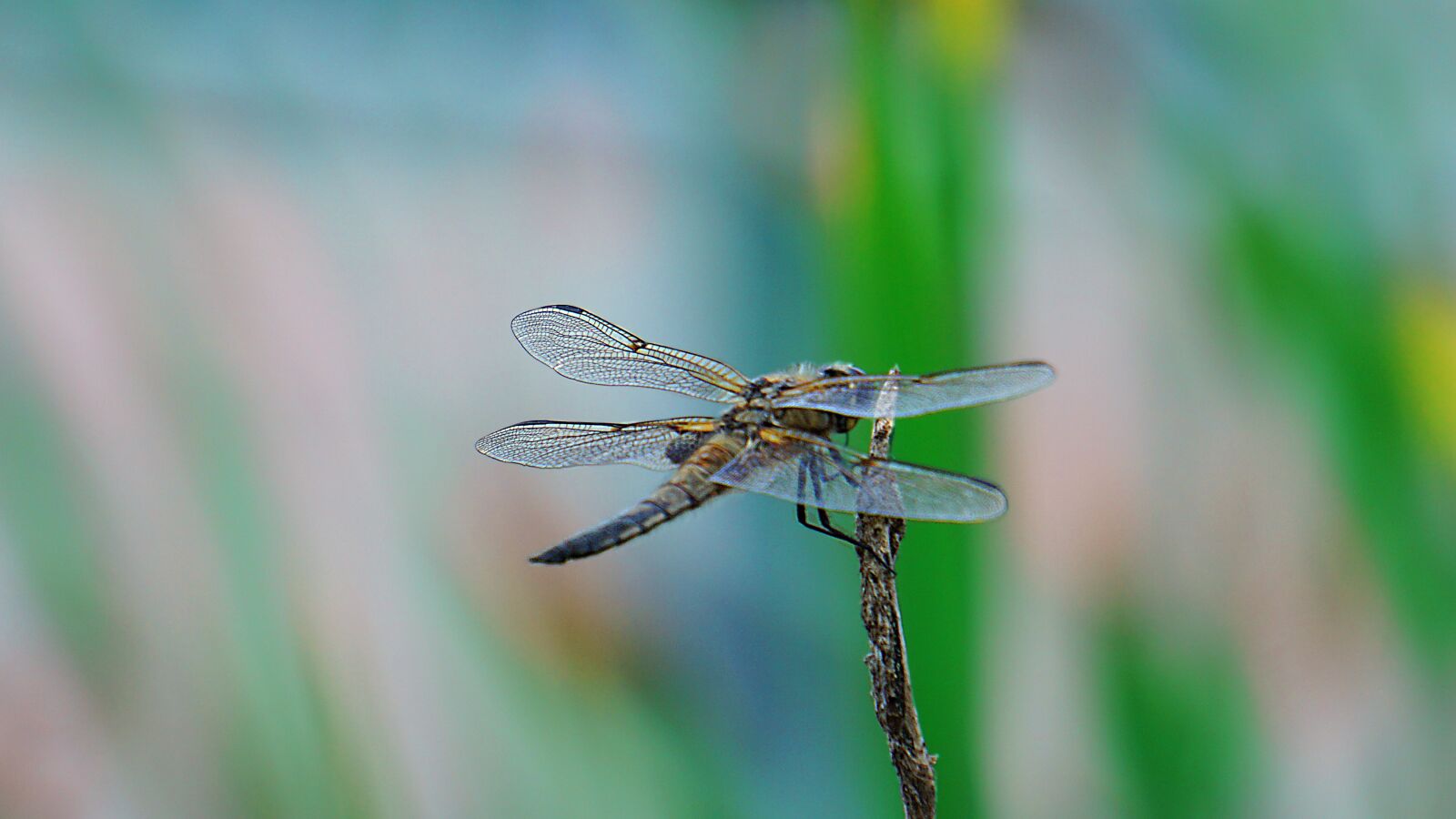 Sony a6000 sample photo. Dragonfly, animal, nature photography