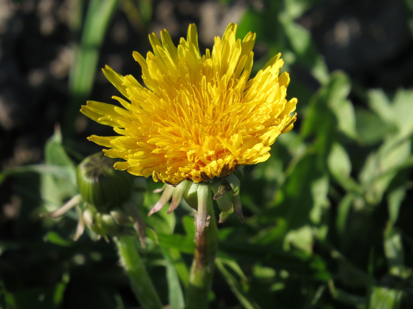 Canon PowerShot SX50 HS sample photo. Flower, dandelion, yellow photography