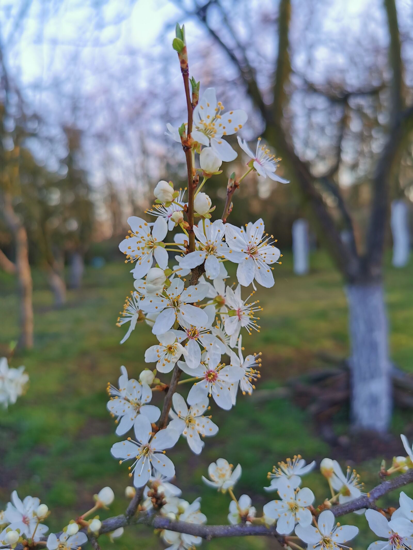 HUAWEI P30 Pro sample photo. Spring, nature, flowers photography