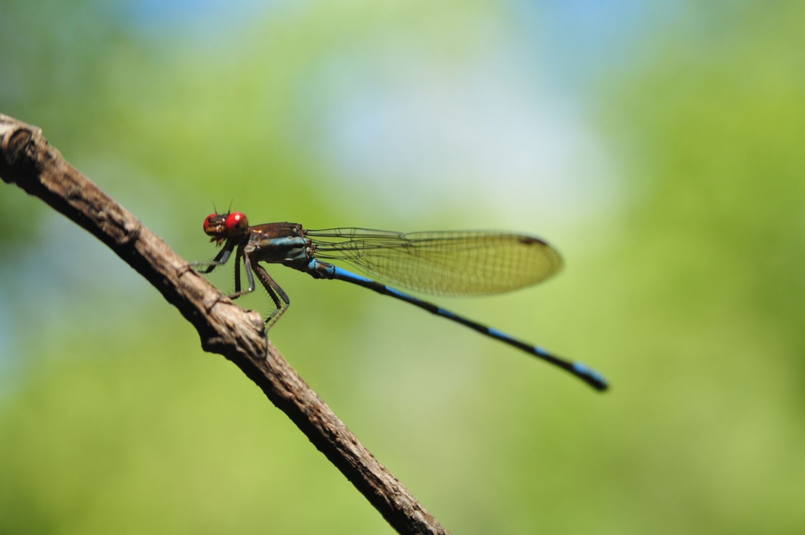 Nikon D5000 sample photo. Nature, insects, insect photography
