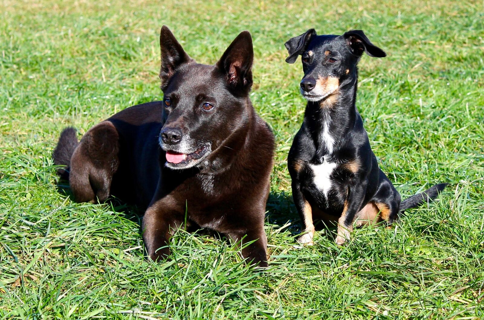 Canon EOS 1100D (EOS Rebel T3 / EOS Kiss X50) sample photo. Dogs, meadow, friends photography