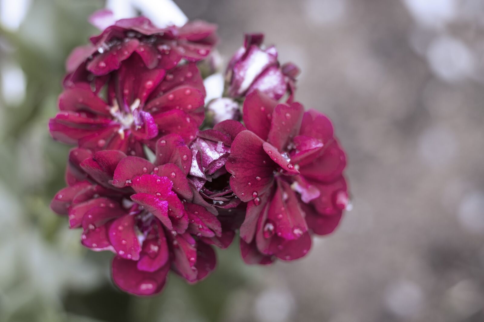 Canon EOS 250D (EOS Rebel SL3 / EOS Kiss X10 / EOS 200D II) sample photo. Pelargonium, burgundy, flowers photography