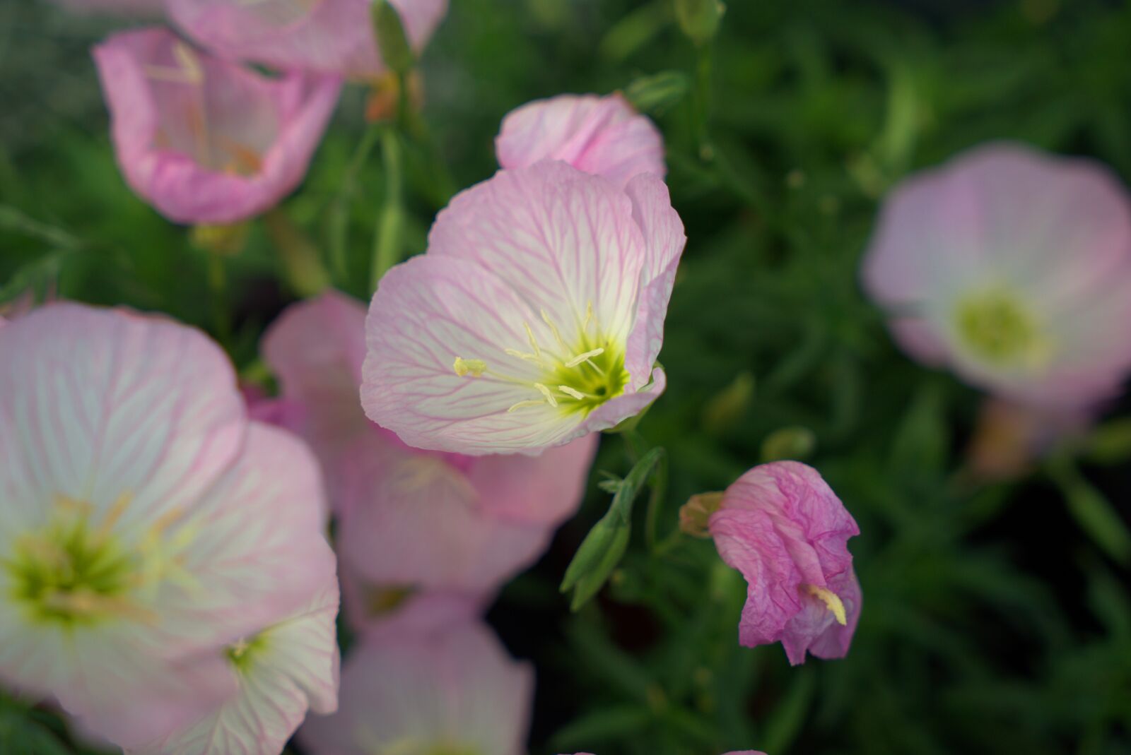 Sony a7 II + Sony Vario Tessar T* FE 24-70mm F4 ZA OSS sample photo. Flower, garden, summer photography