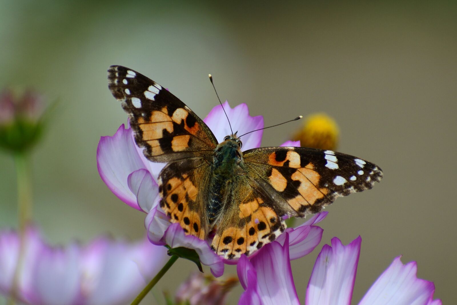 VR 70-300mm f/4.5-6.3G sample photo. Natural, landscape, plant photography