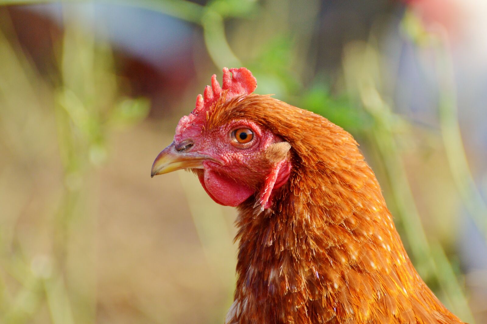 Nikon D3200 sample photo. Chicken, hen, poultry photography