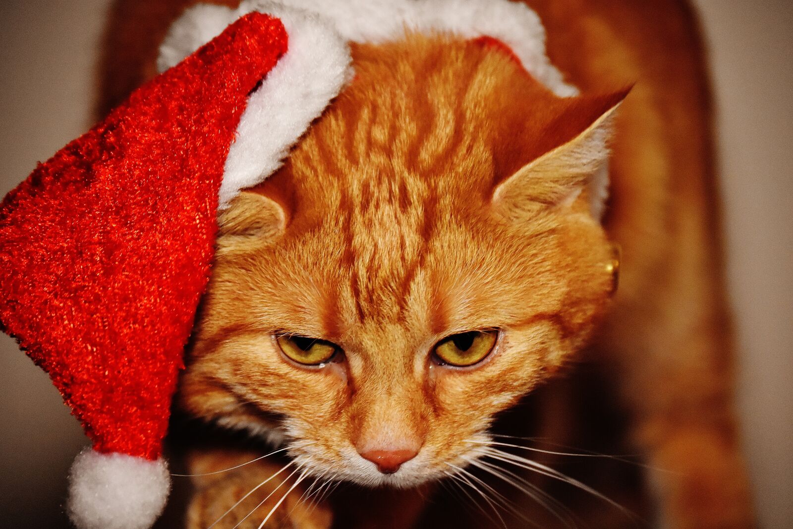 Nikon D7200 sample photo. Cat, red, christmas photography
