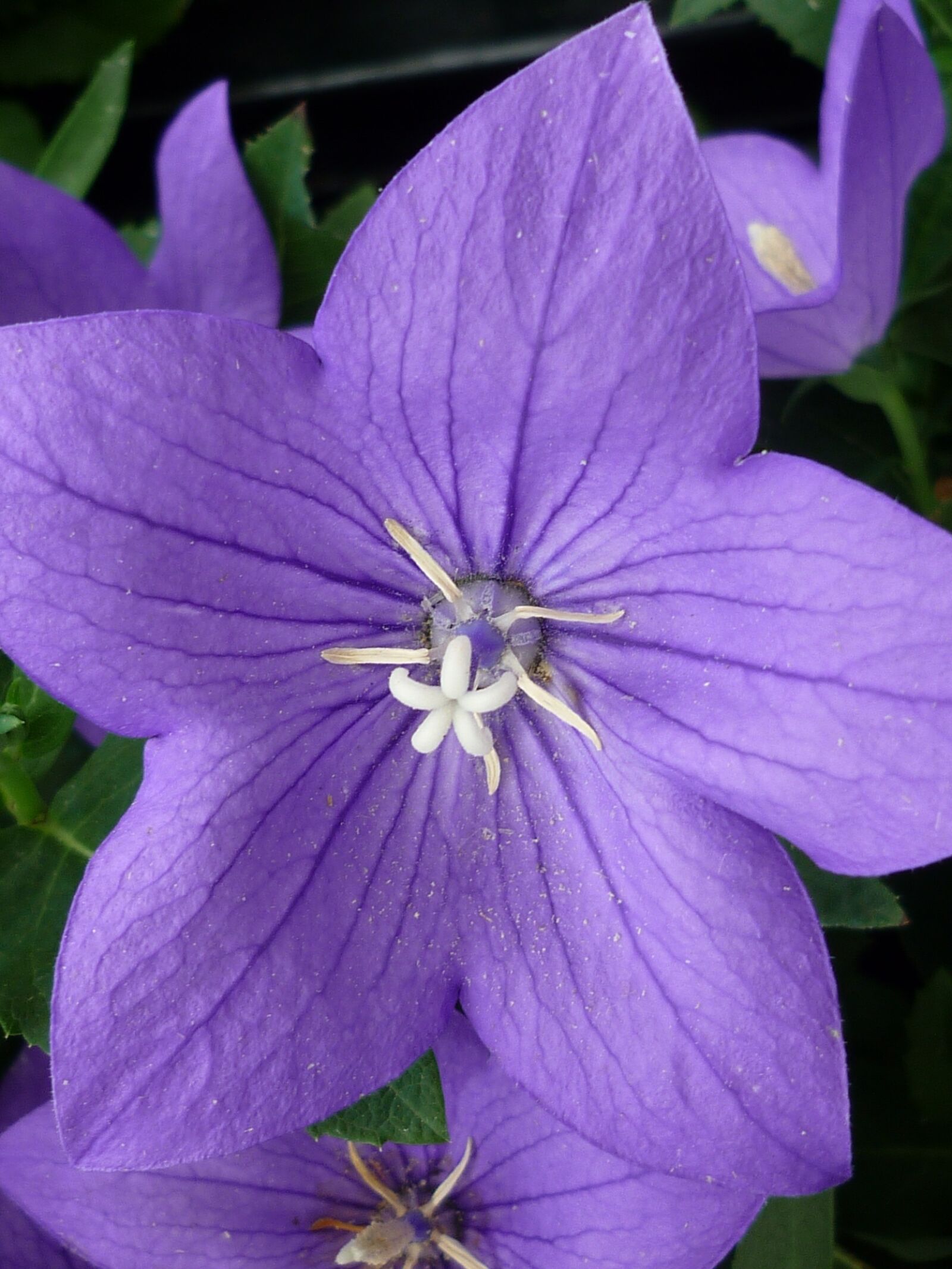 Panasonic Lumix DMC-FS6 sample photo. Balloon flower, bell shaped photography