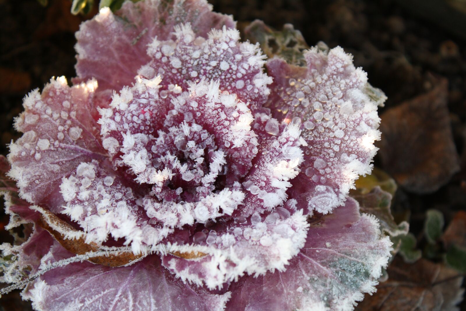 Canon EOS 1000D (EOS Digital Rebel XS / EOS Kiss F) sample photo. Frost, flower, cold photography