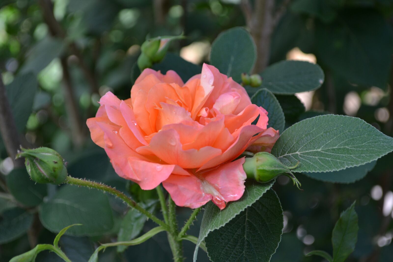 Nikon D3100 sample photo. Roses, orange, blossom photography
