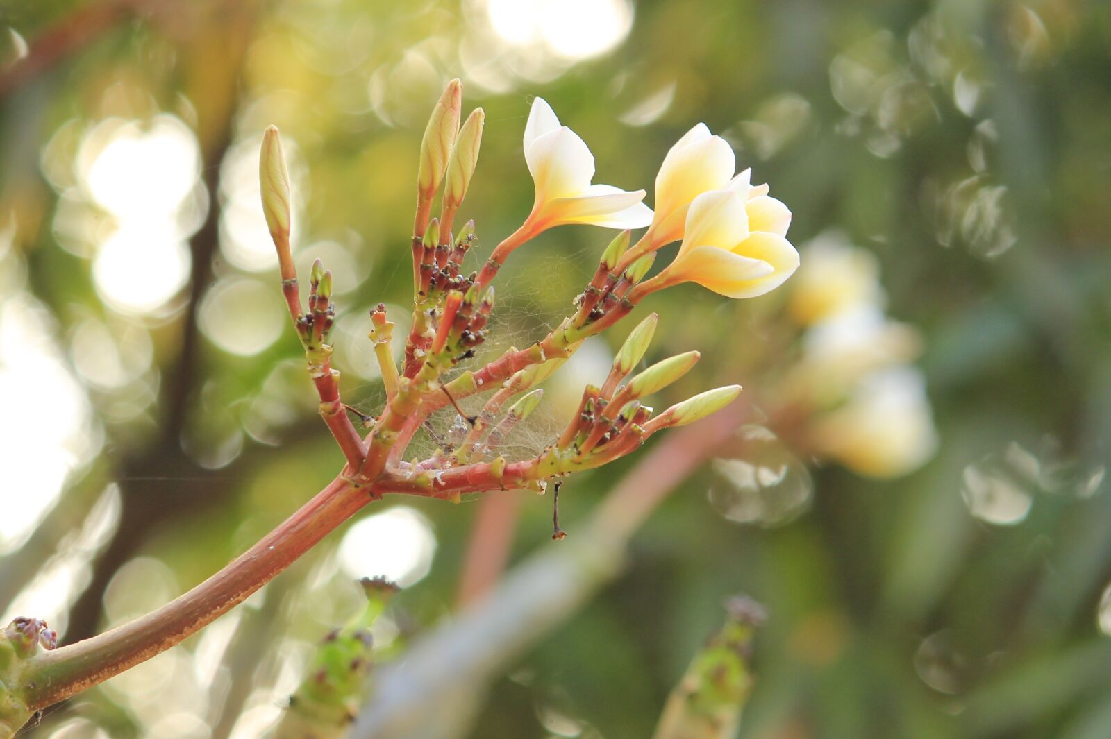 Canon EOS 1100D (EOS Rebel T3 / EOS Kiss X50) sample photo. Love, nature, flower photography