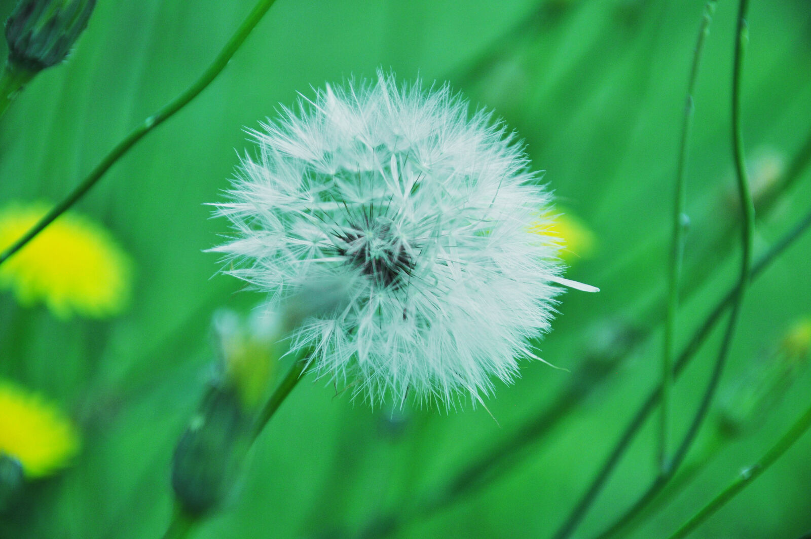 Nikon D90 sample photo. Beautiful, bloom, blooming, blur photography