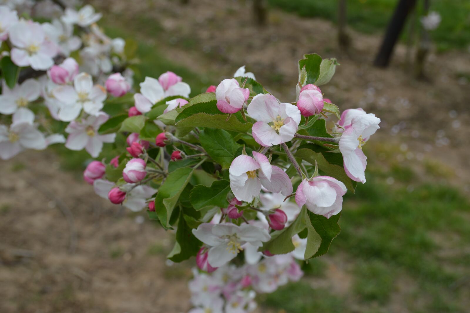 Nikon D3200 sample photo. Nature, blossom, spring photography