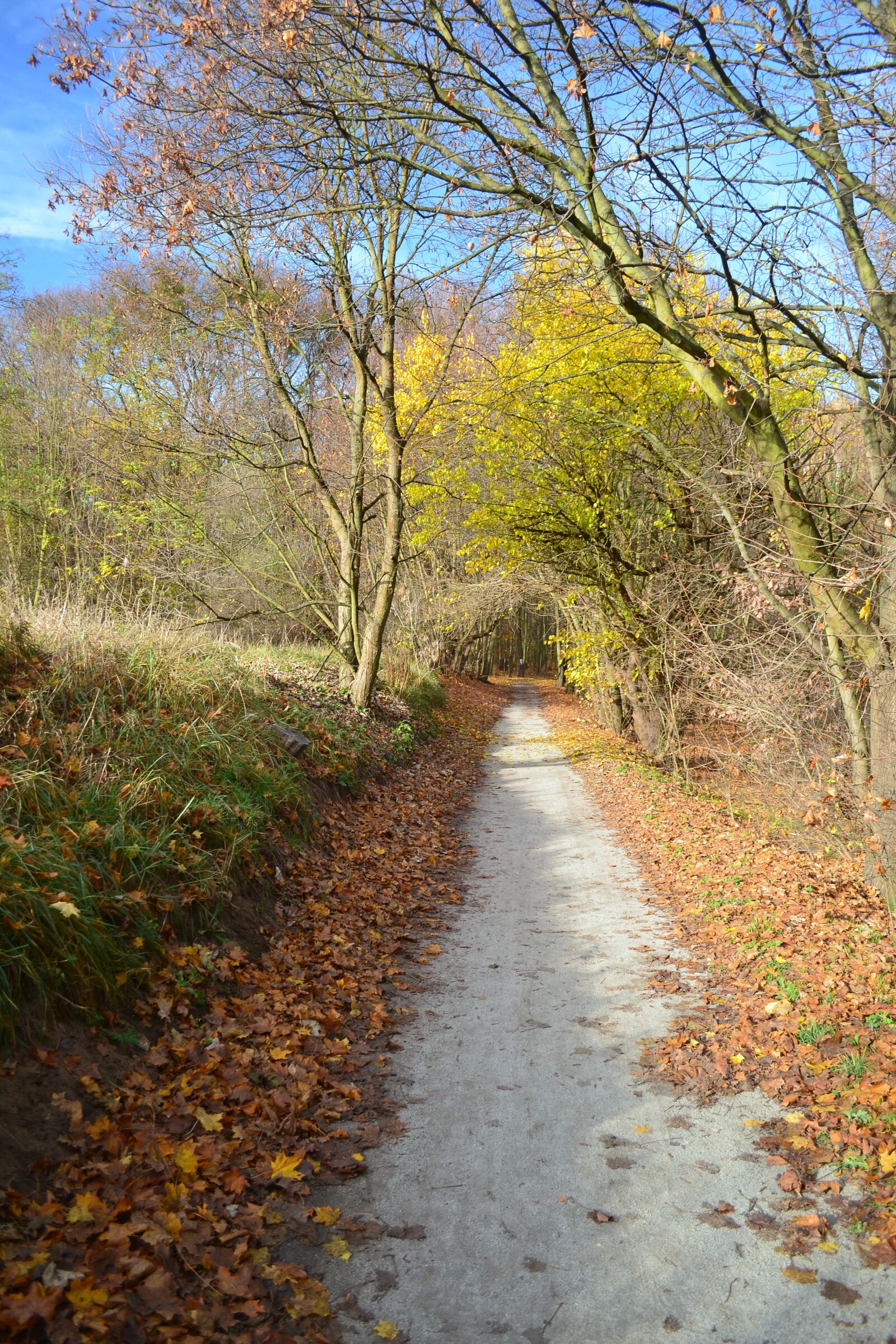Nikon D3100 sample photo. Autumn, poland, landscape photography