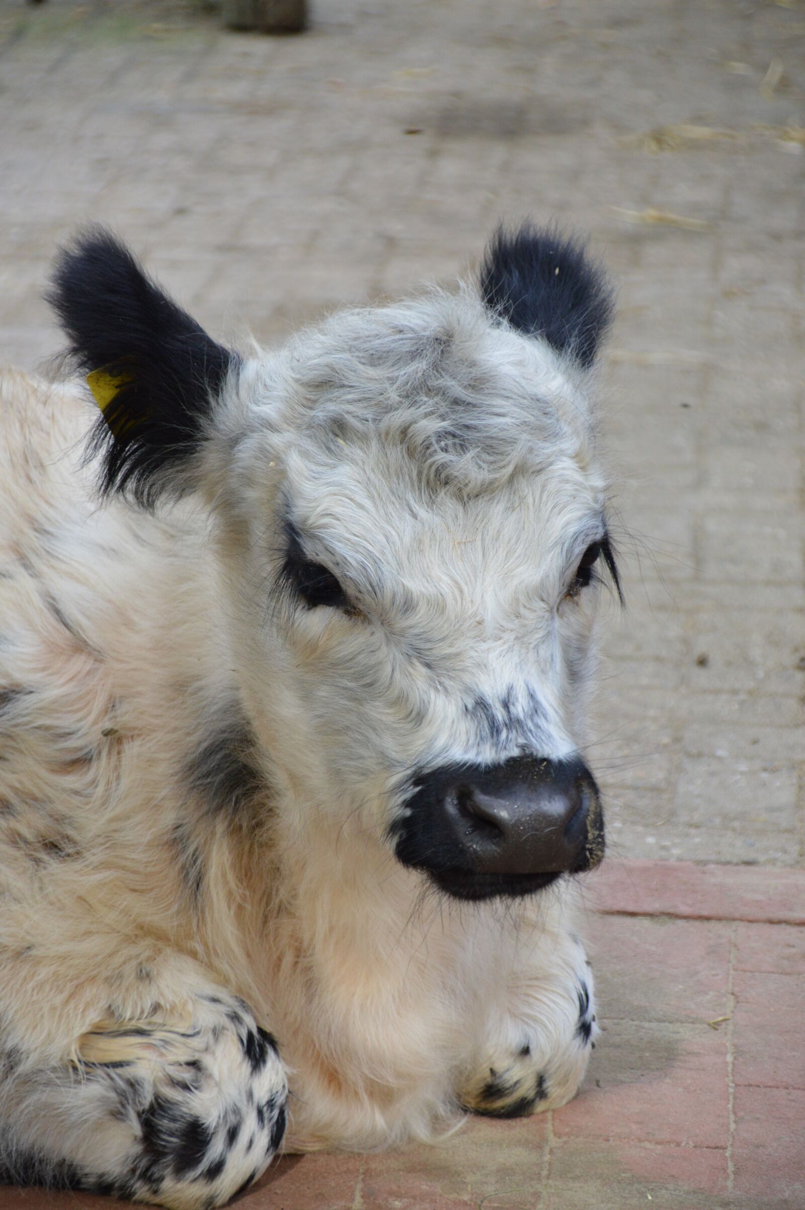 Nikon D3200 sample photo. Calf, beef, pasture photography