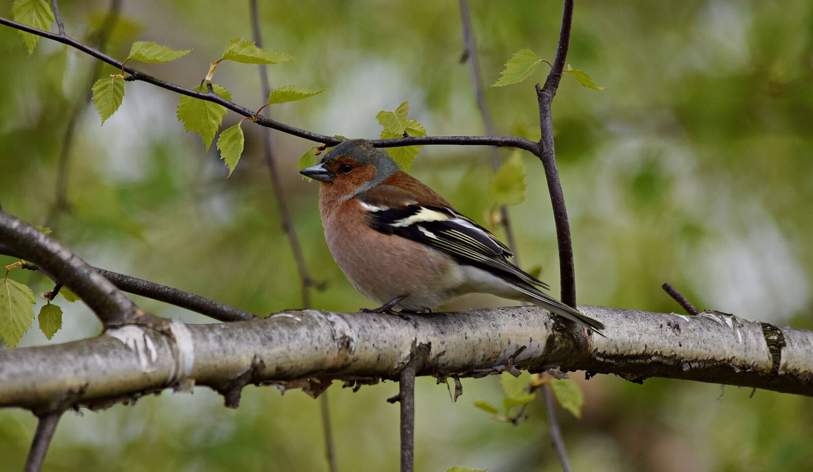 Nikon D5300 sample photo. Chaffinch, bird, tree photography