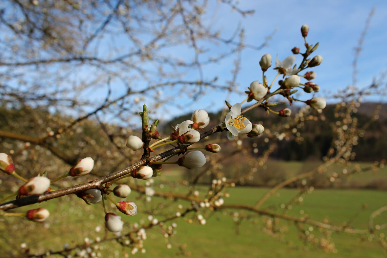 Canon EOS 1100D (EOS Rebel T3 / EOS Kiss X50) sample photo. Flowers, branch, spring photography