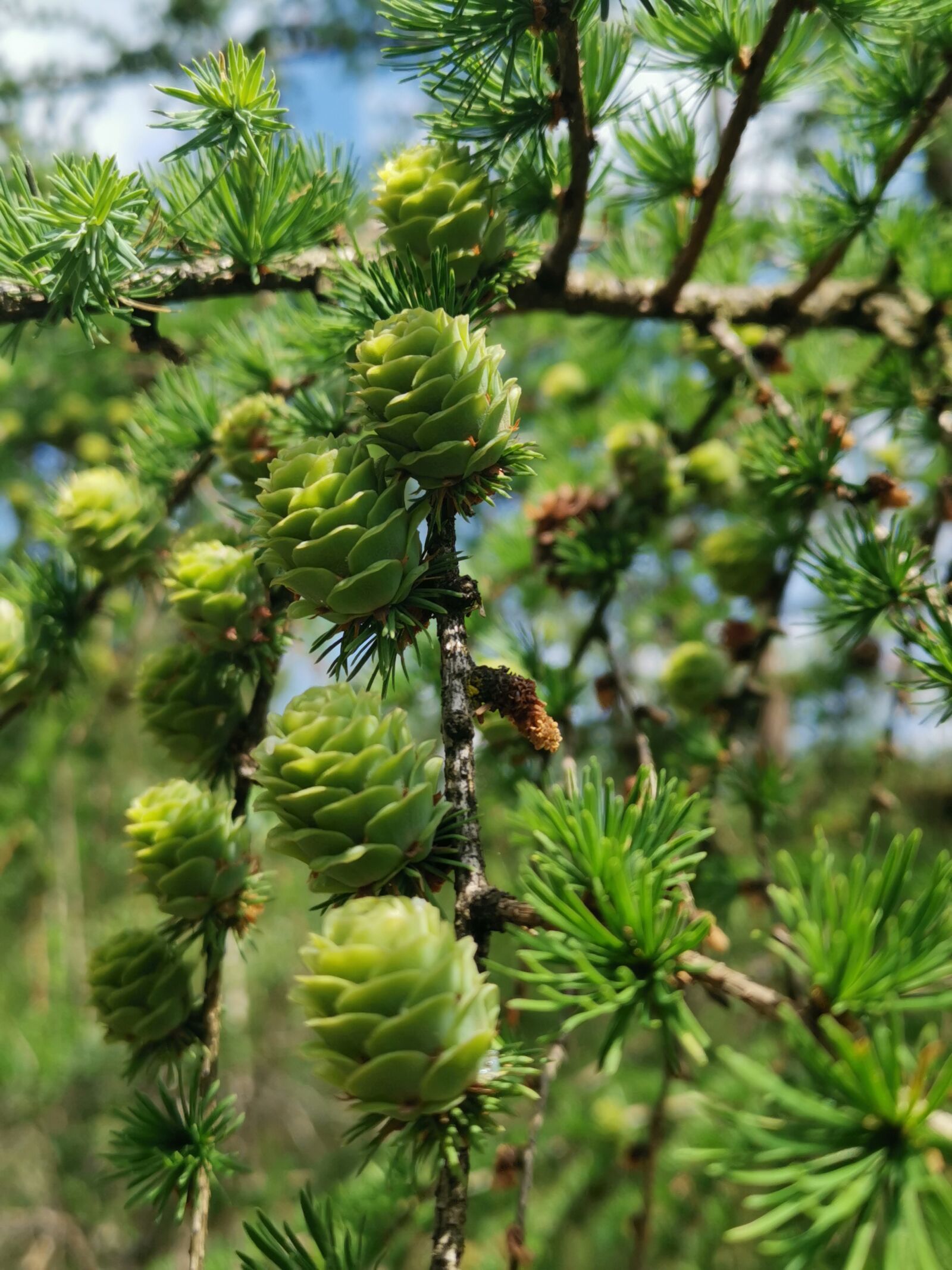 HUAWEI LYA-L29 sample photo. Pinecone, forest, den photography