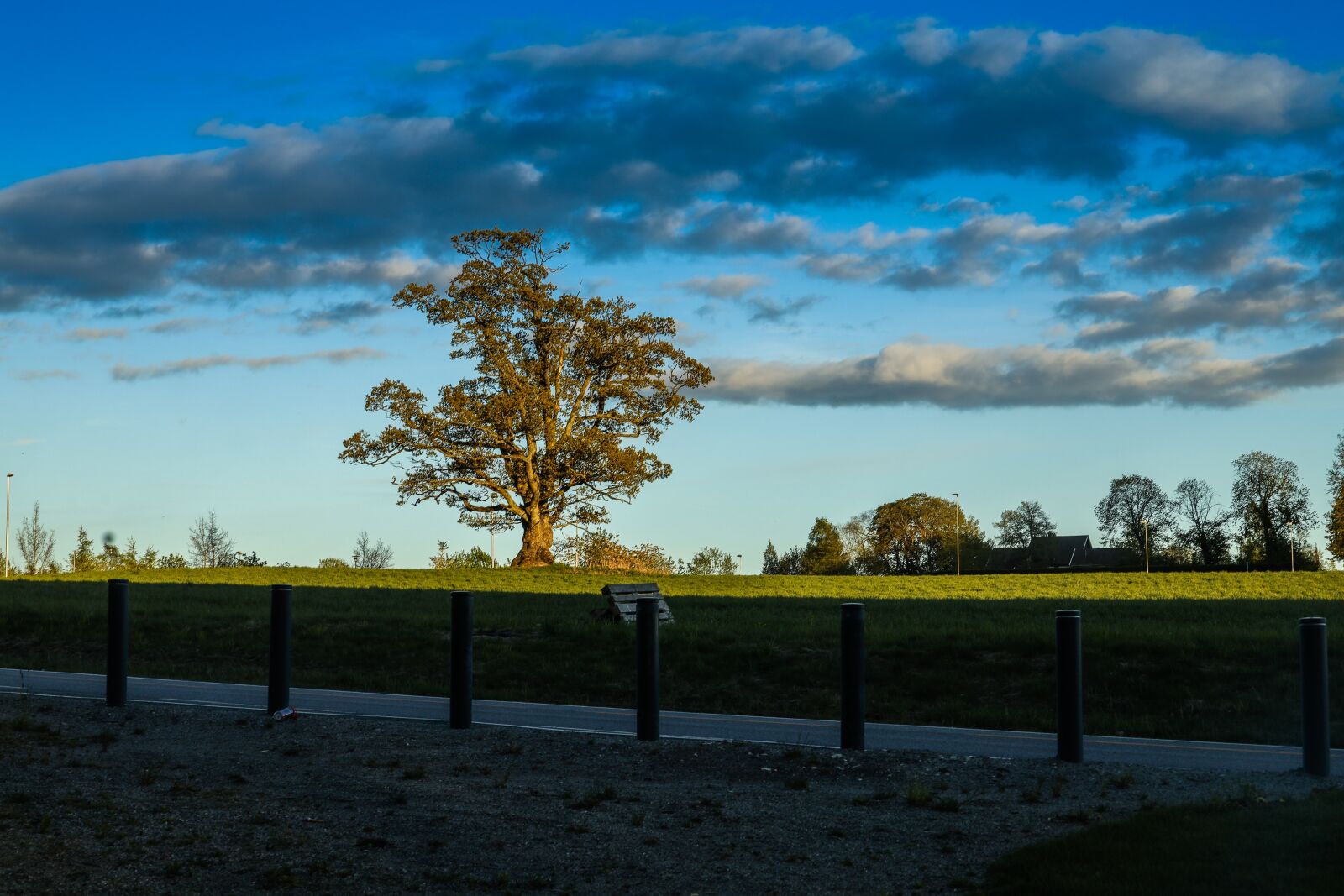 Canon EOS R sample photo. Oak, tree, nature photography