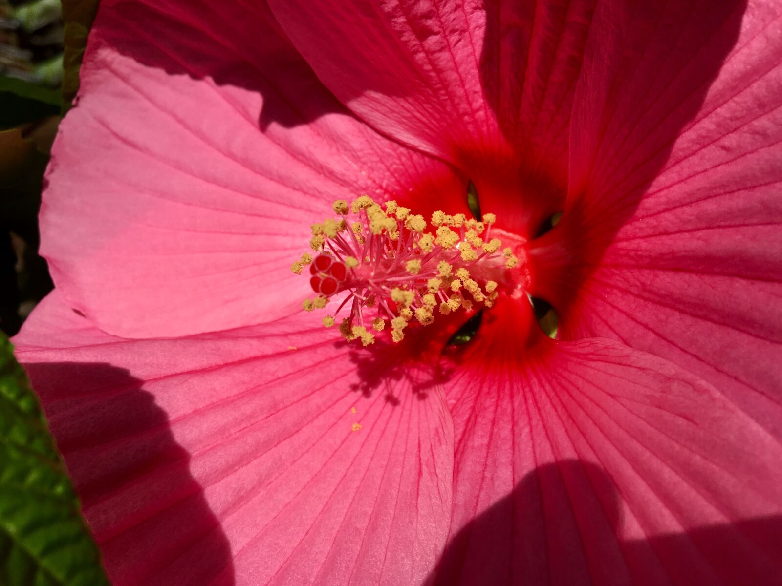 Apple iPhone 6s sample photo. Flower, hibiscus, pink photography