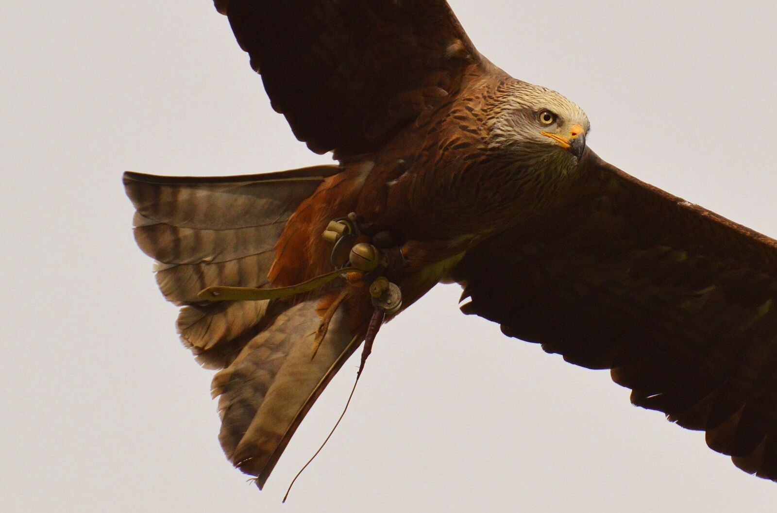 Nikon D3200 sample photo. Red kite, milvus milvus photography
