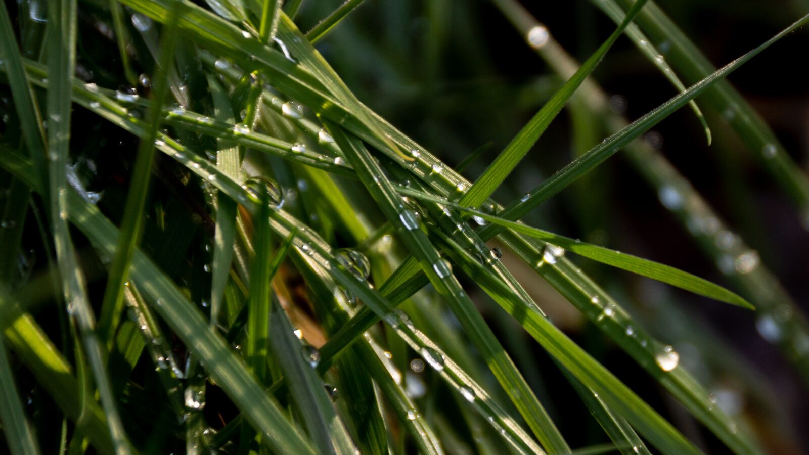 Sony DT 18-250mm F3.5-6.3 sample photo. Green, grass, dew photography