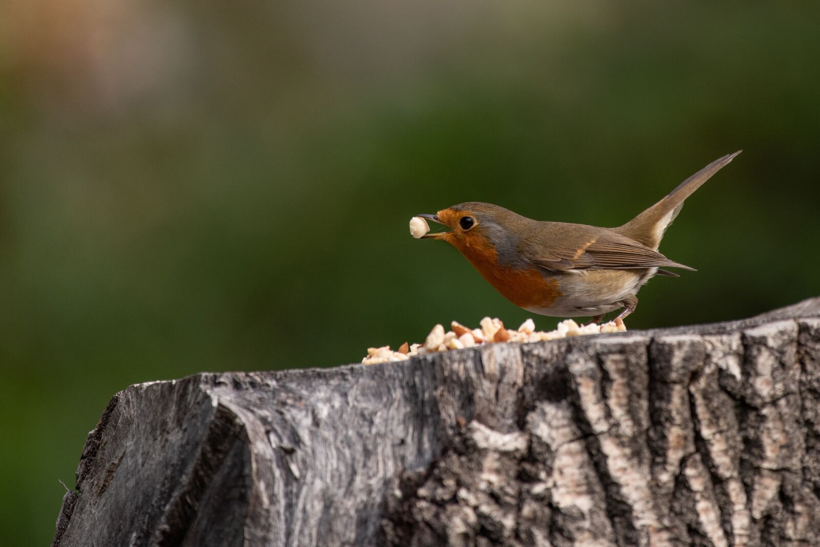 Nikon D750 sample photo. Robin, bird, bird feeding photography
