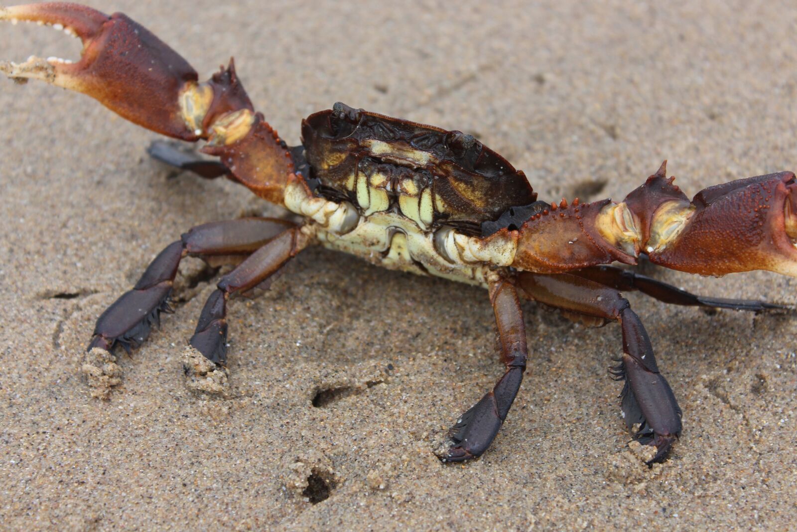 Canon EOS 650D (EOS Rebel T4i / EOS Kiss X6i) sample photo. Crab, beach, sand photography