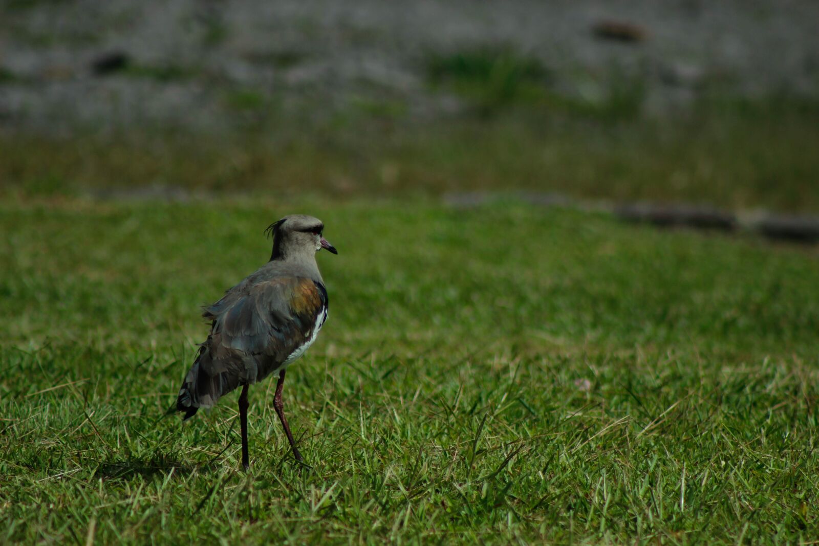 Canon EOS 600D (Rebel EOS T3i / EOS Kiss X5) sample photo. Quero-quero, bird, beak photography