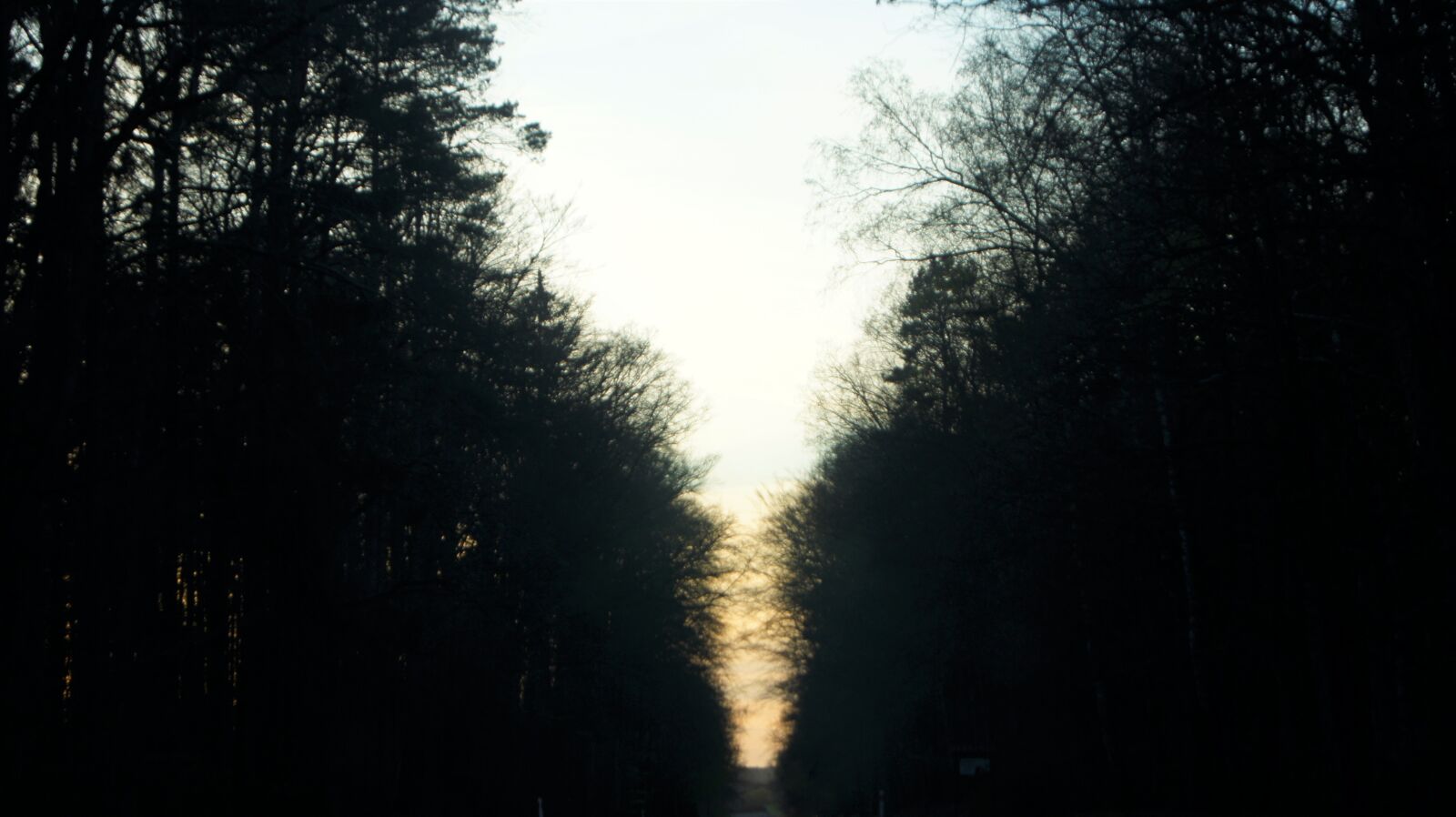 Sony Alpha DSLR-A450 sample photo. Blur, forest, road photography