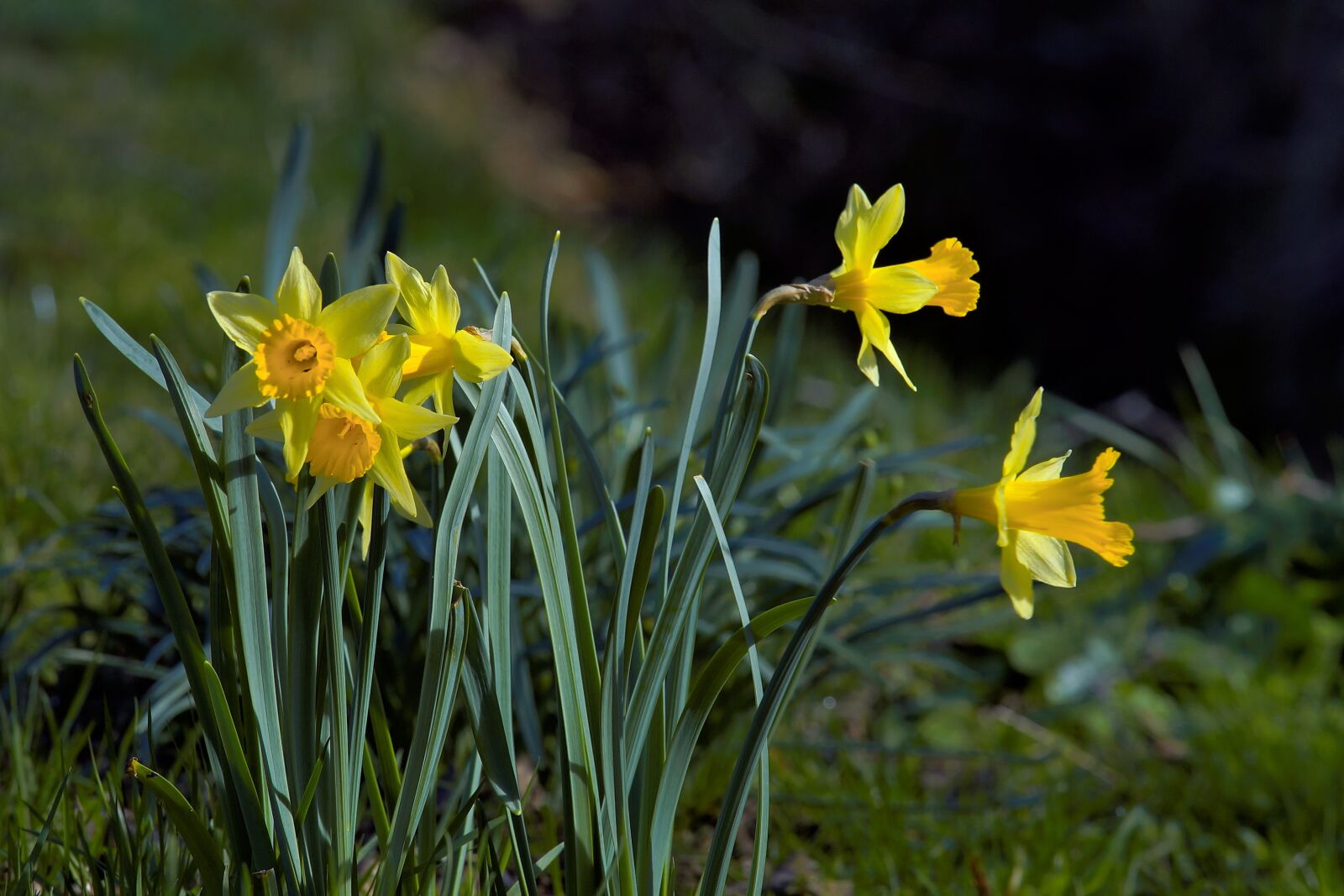 Sony a99 II sample photo. Daffodils, flowers, yellow photography