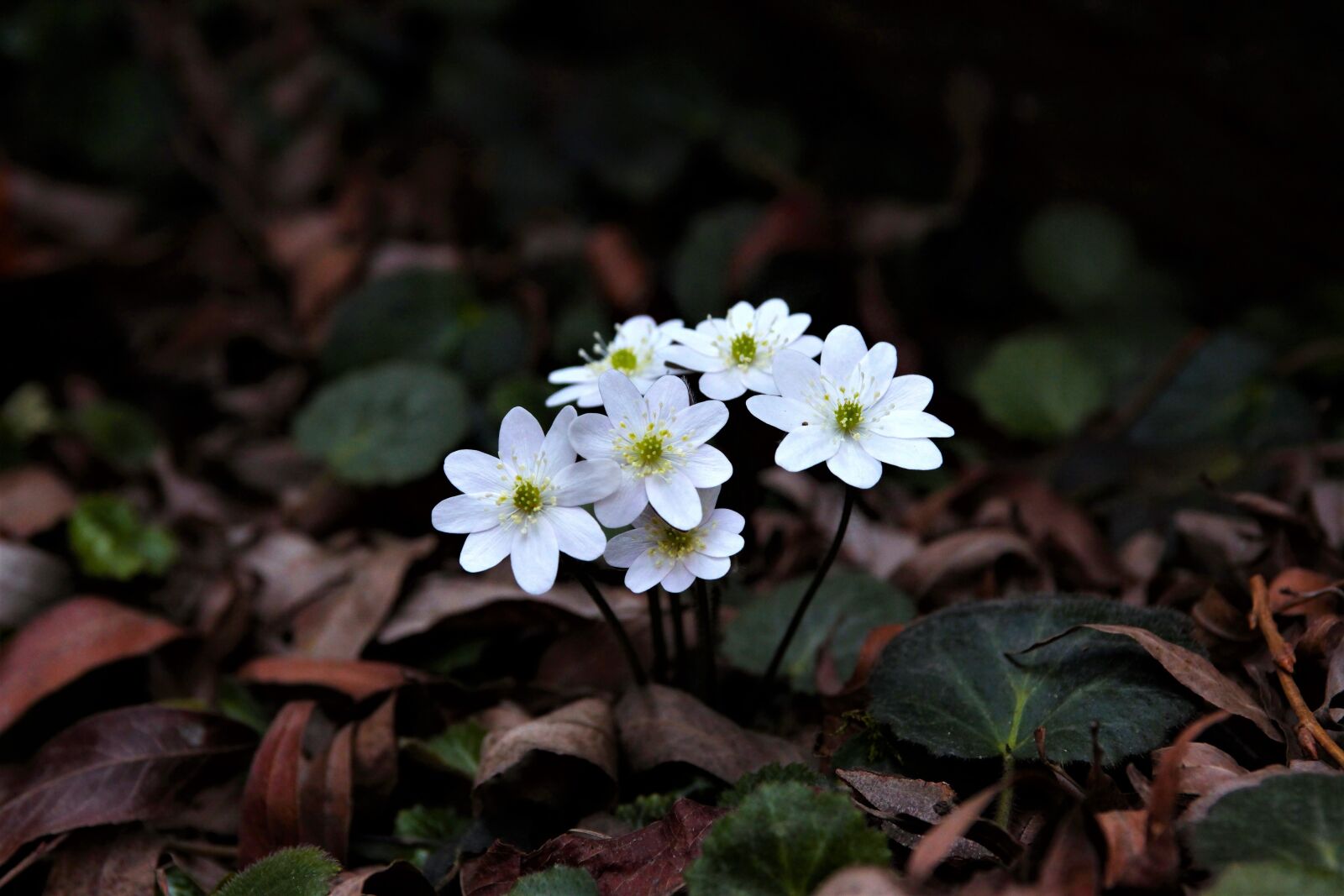 Canon EOS 5D Mark II sample photo. Nature, flowers, plants photography