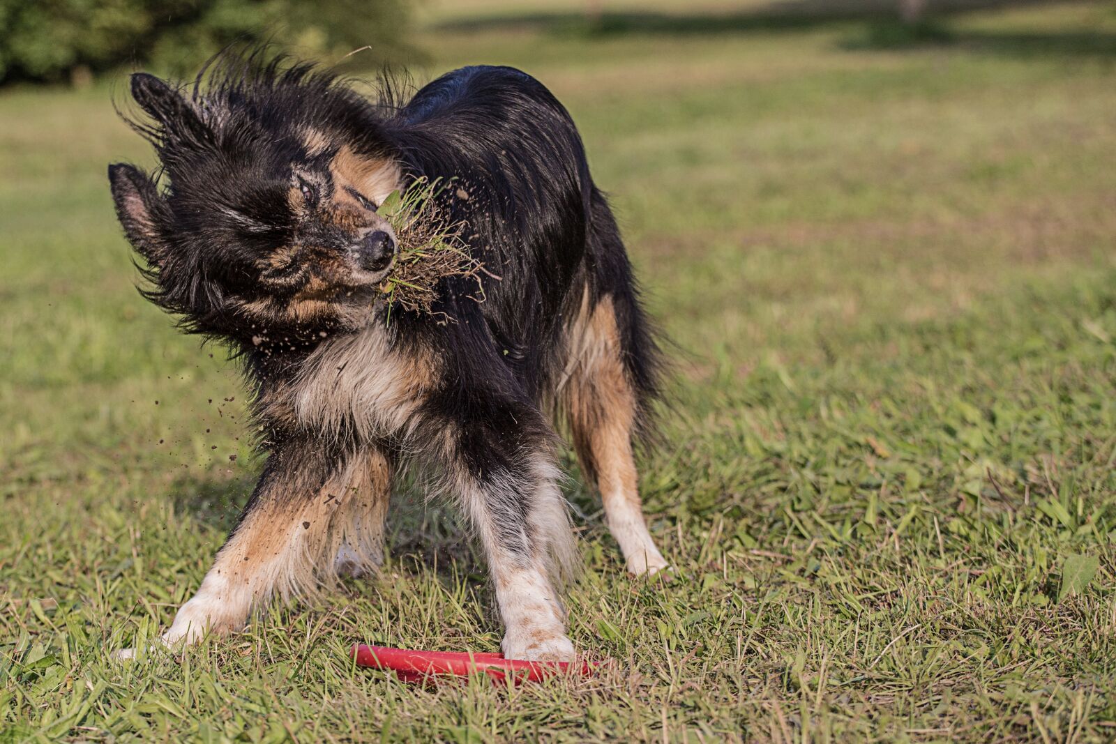 Canon EOS 6D + Canon EF 70-200mm F4L USM sample photo. Animal, grass, mammal photography