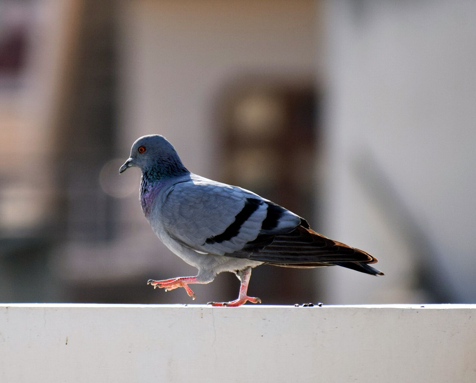 Nikon D3300 sample photo. Bird, pigeon, dove photography
