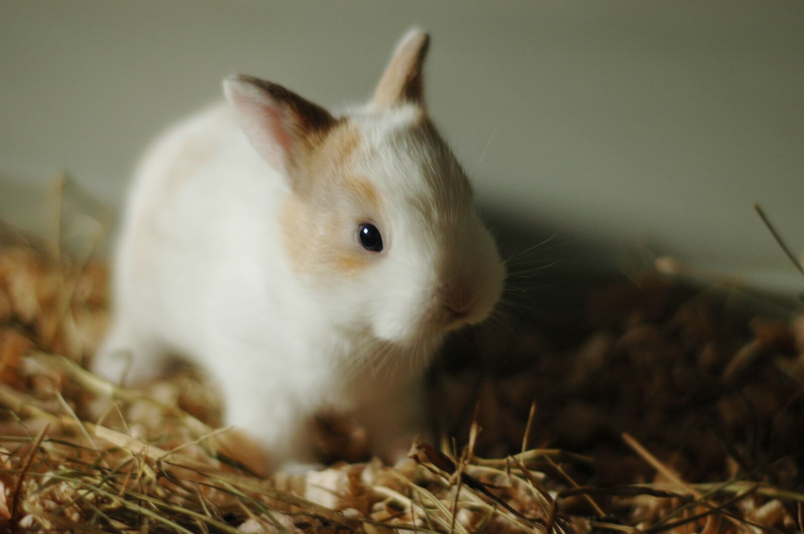 Nikon D70s sample photo. Rabbit, small, bunny photography