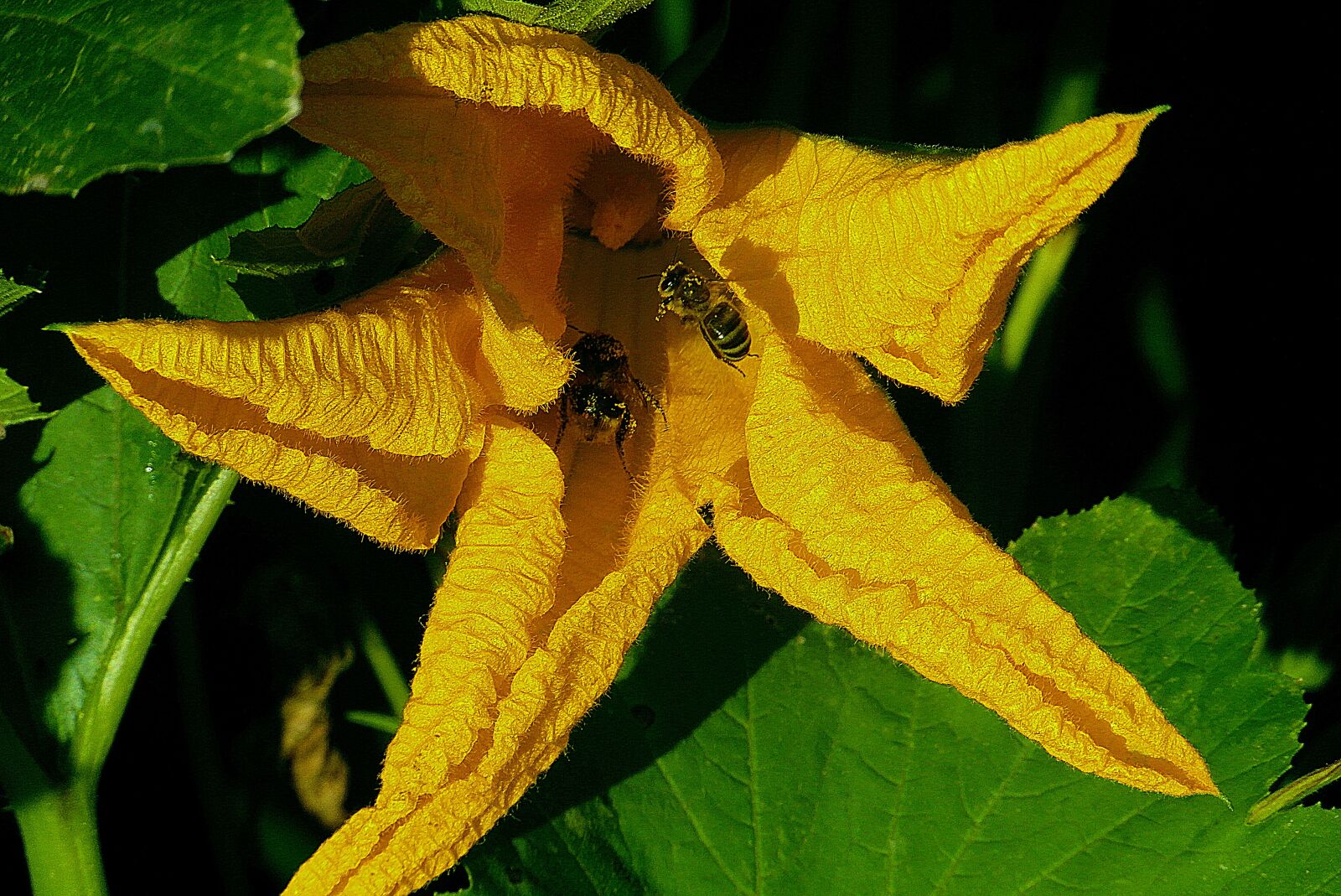 Samsung WB750 sample photo. Flower zucchini yellow, bees photography