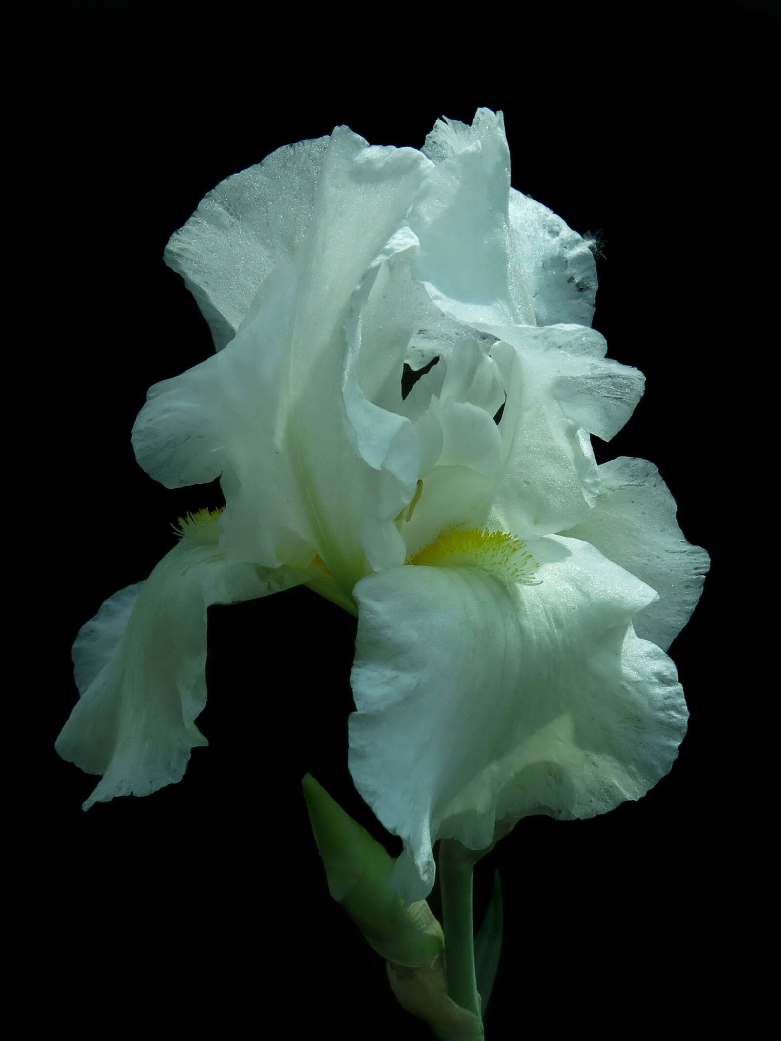 Canon PowerShot G15 sample photo. Iris, high beard iris photography