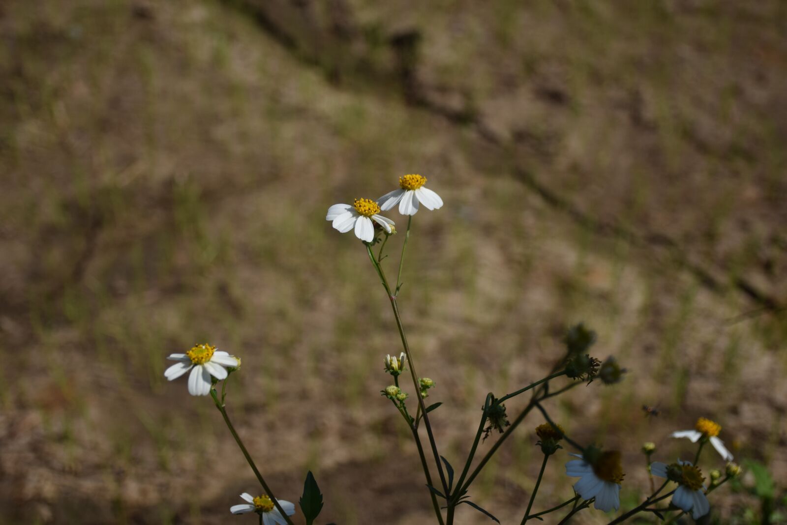Nikon D5300 sample photo. Flowering grass, flowers, a photography