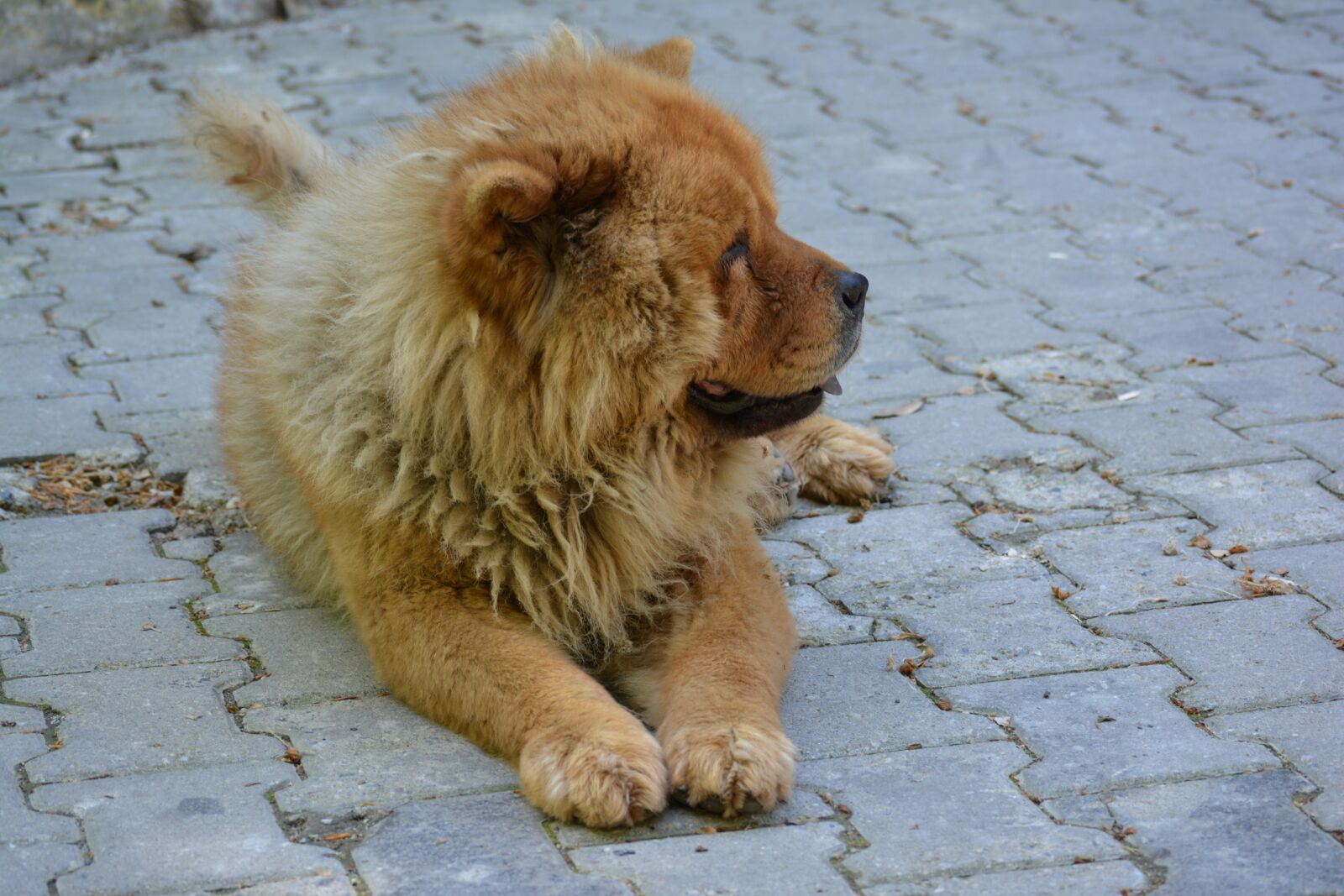 Nikon D5200 sample photo. Chow chow, tibet lion photography