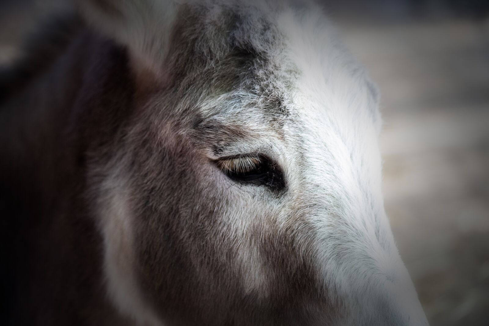 Canon EF 70-300mm F4-5.6 IS USM sample photo. Donkey, eye, mammal photography