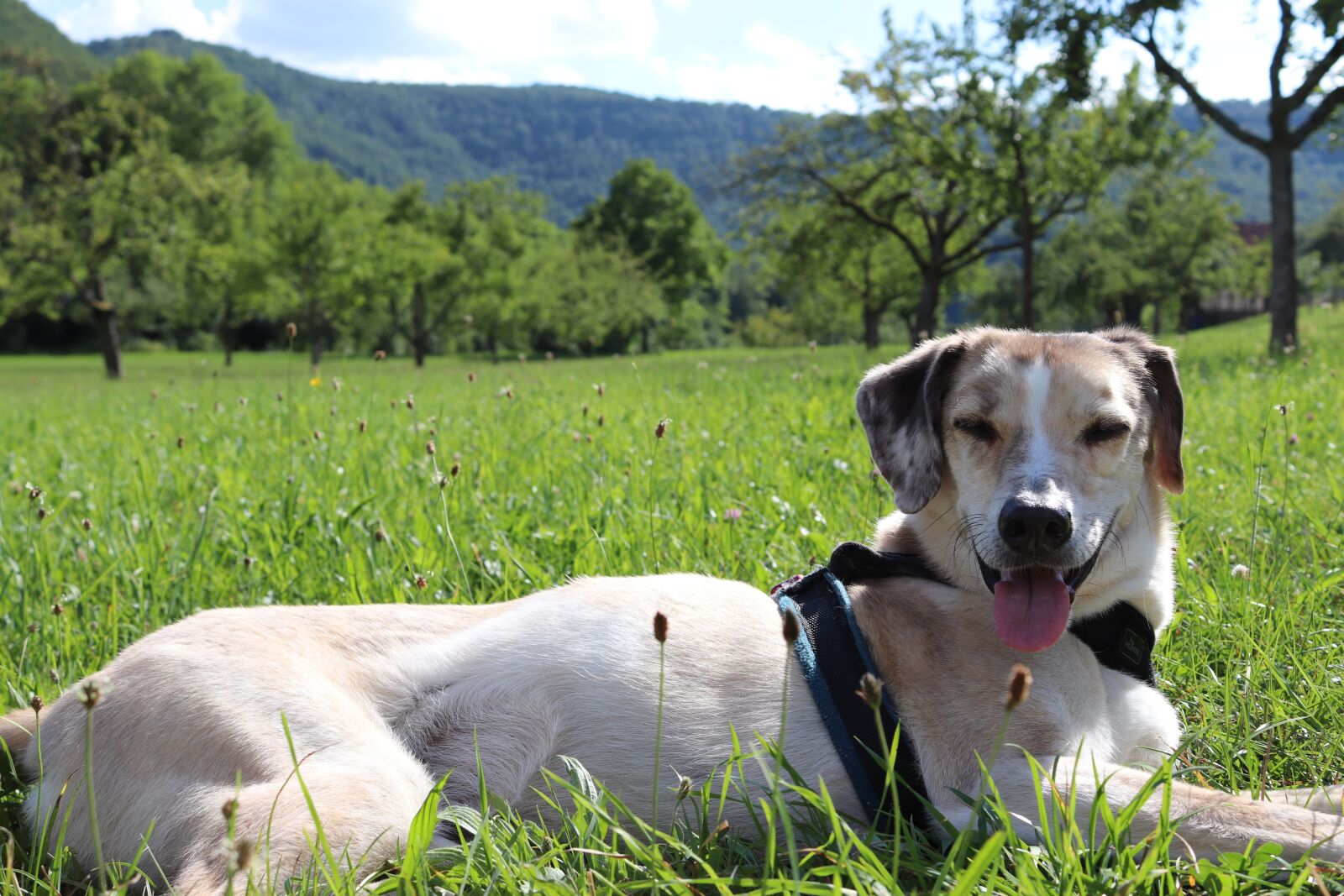 Canon EOS 200D (EOS Rebel SL2 / EOS Kiss X9) sample photo. Dog, lying, tongue photography