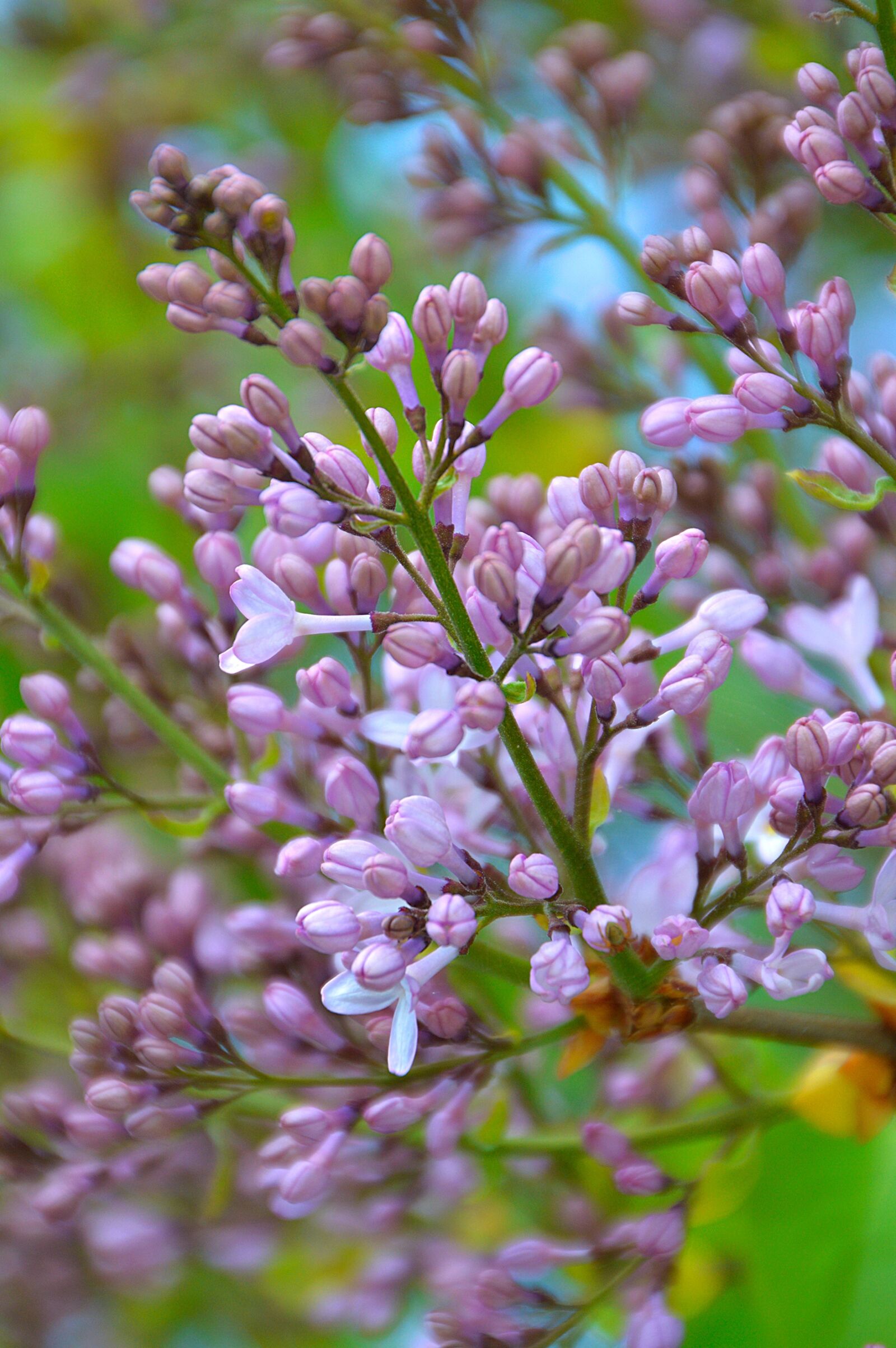 Nikon D3200 sample photo. Organ, purple, spring photography